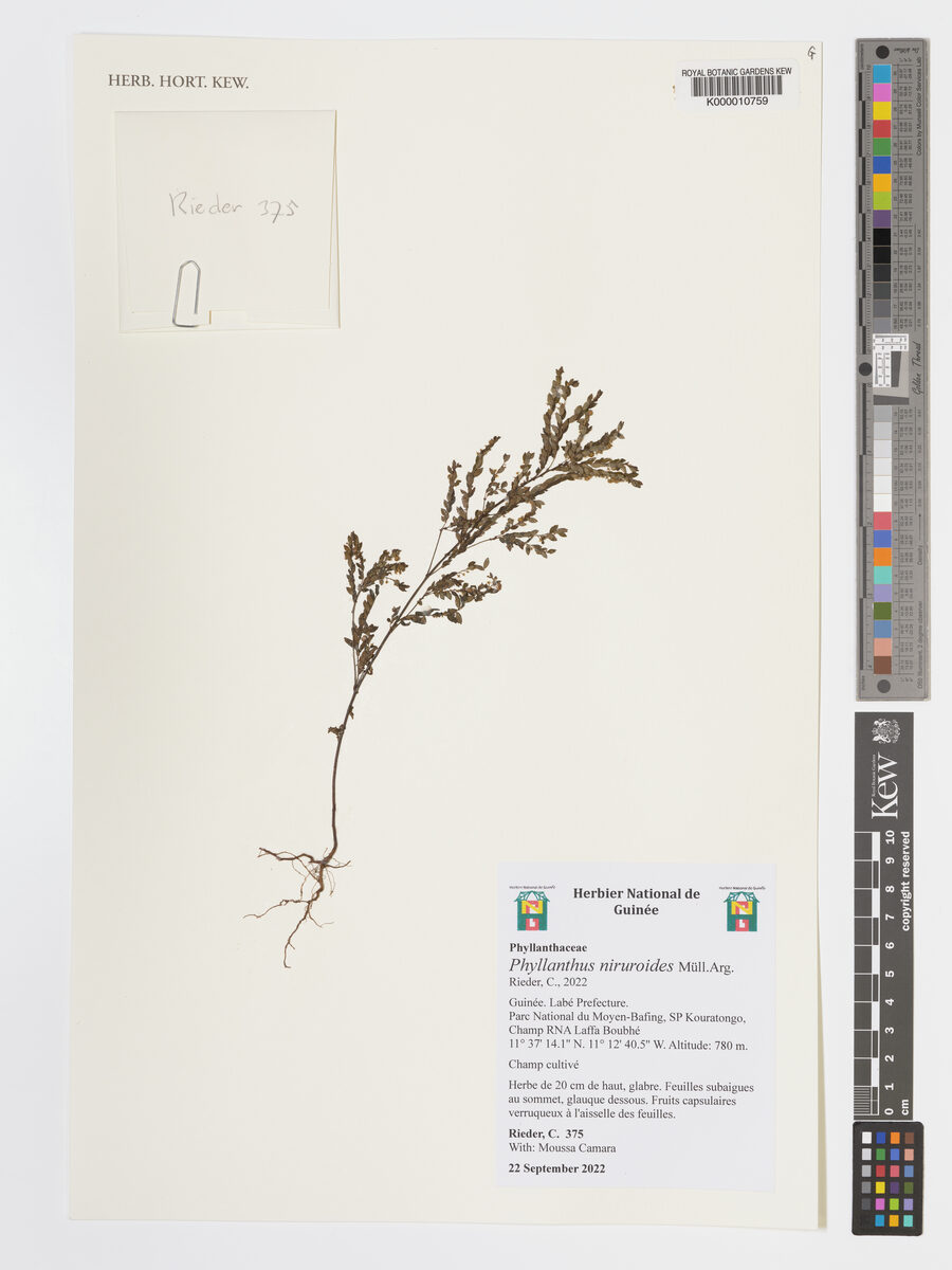 Phyllanthus niruroides