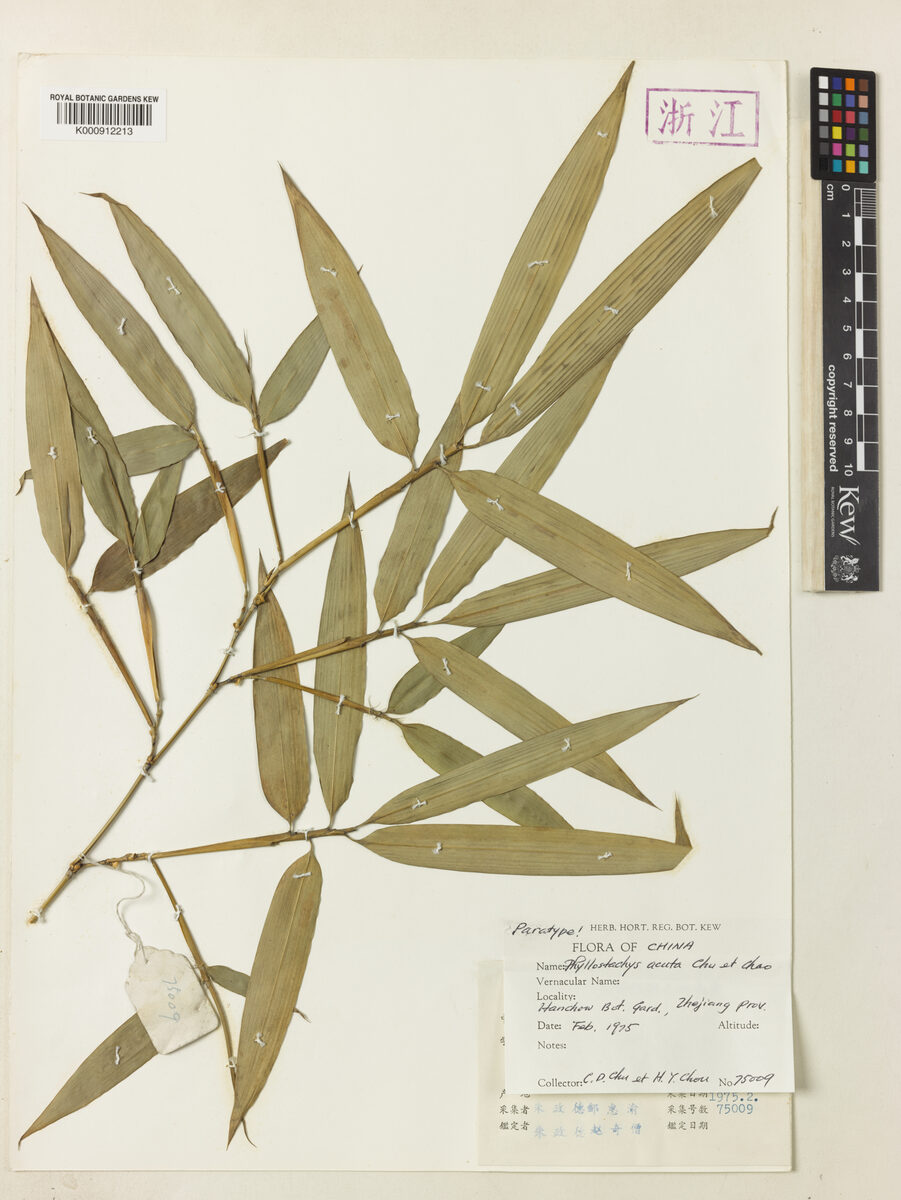 Phyllostachys acuta — photo