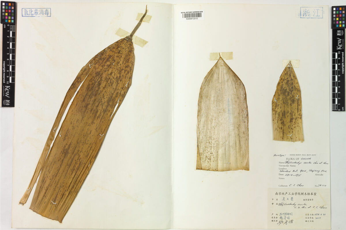 Phyllostachys acuta — photo