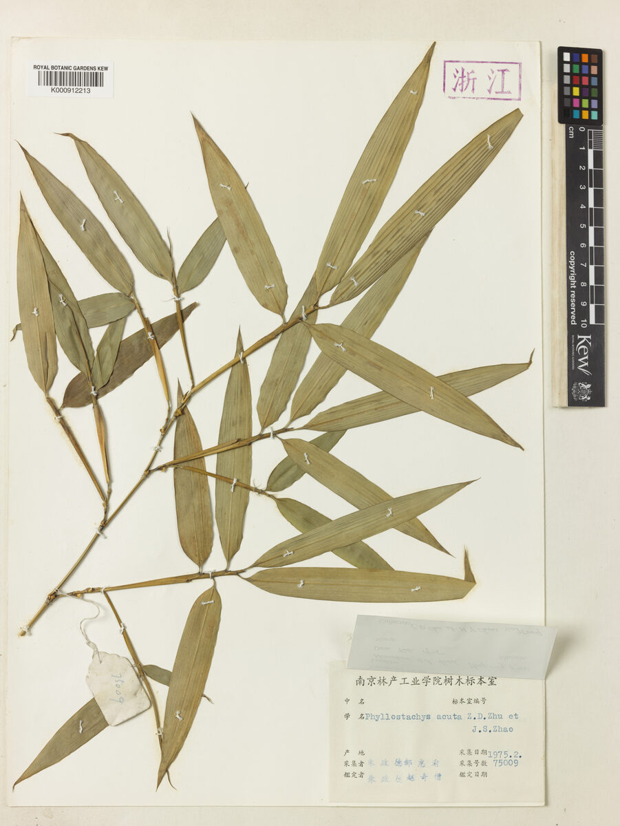 Phyllostachys acuta