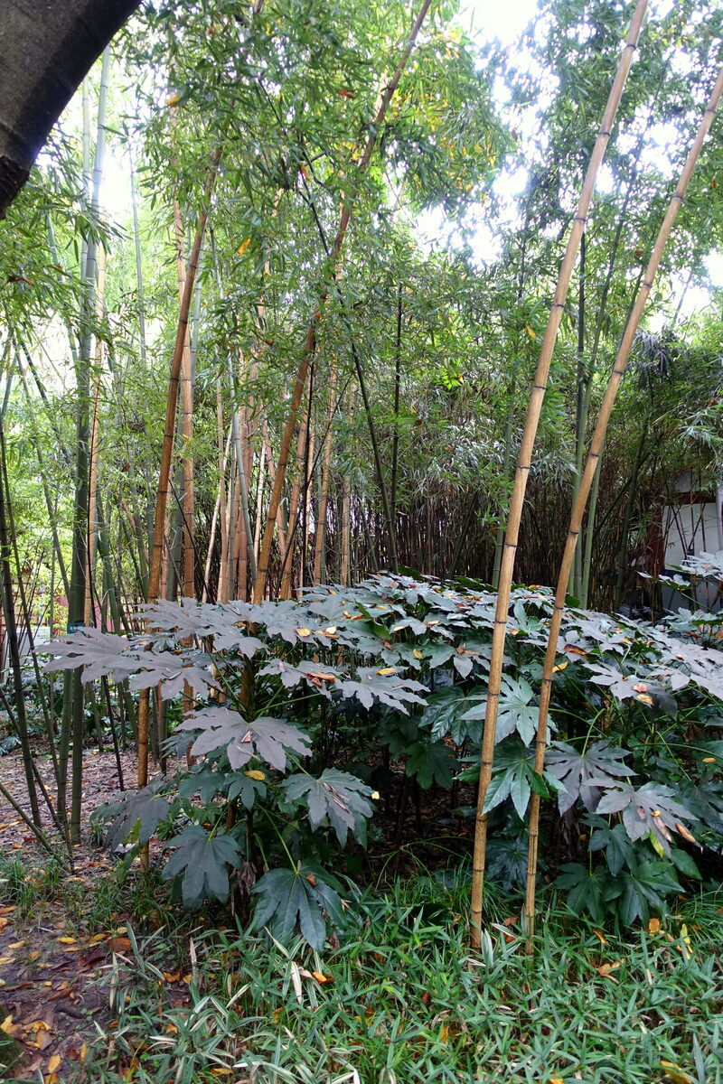Phyllostachys arcana (Arcana bamboo) — photo