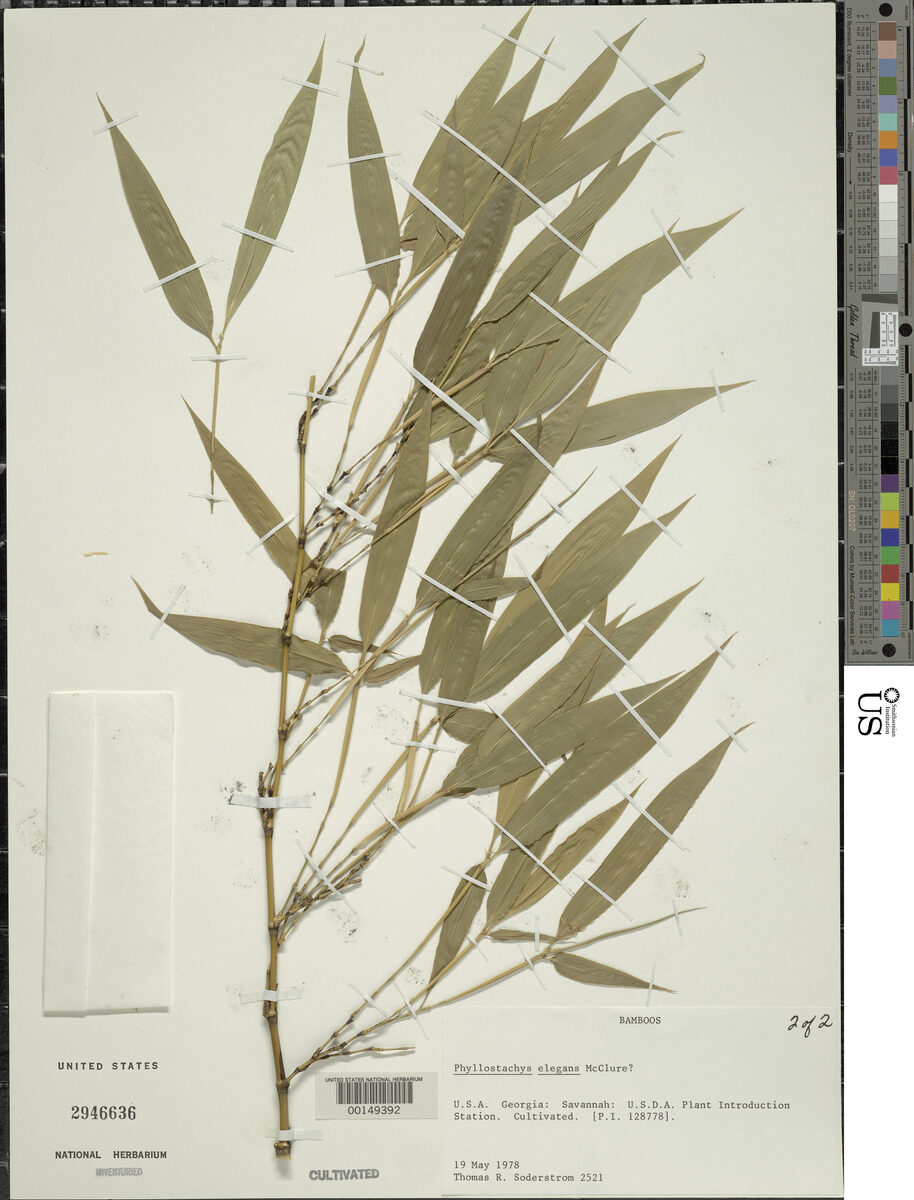 Phyllostachys elegans (Flowered bamboo) — photo