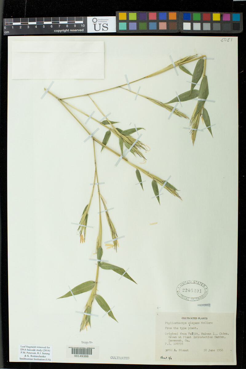 Phyllostachys elegans (Flowered bamboo) — photo