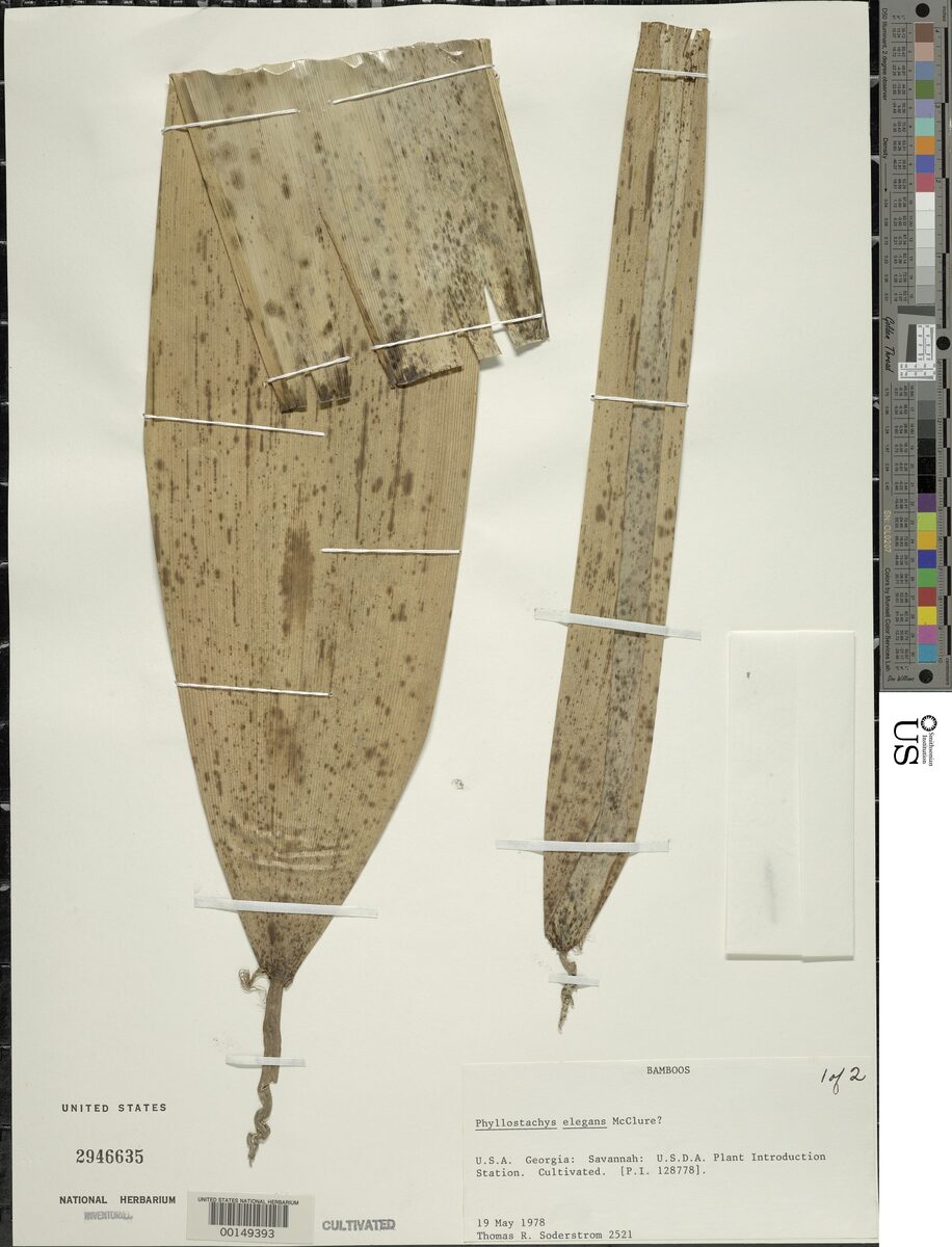 Phyllostachys elegans