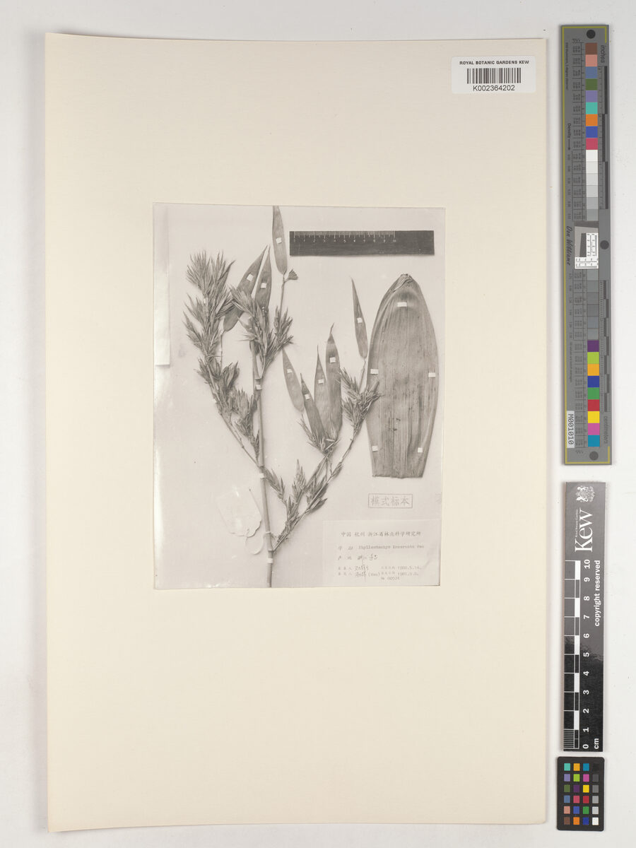 Phyllostachys incarnata