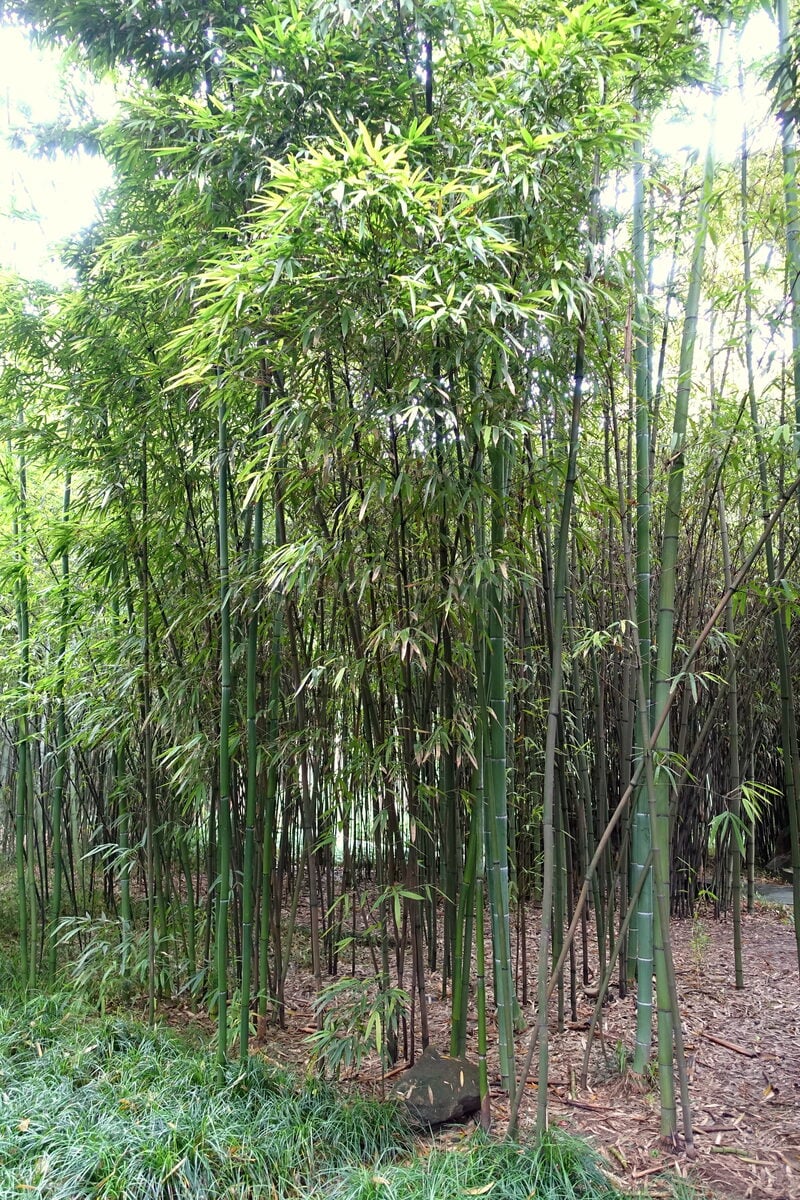 Phyllostachys iridescens (Cock bamboo) — photo
