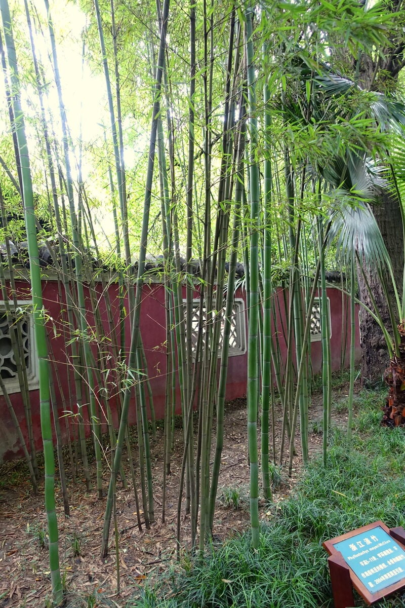 Phyllostachys meyeri (Meyer's bamboo) — photo