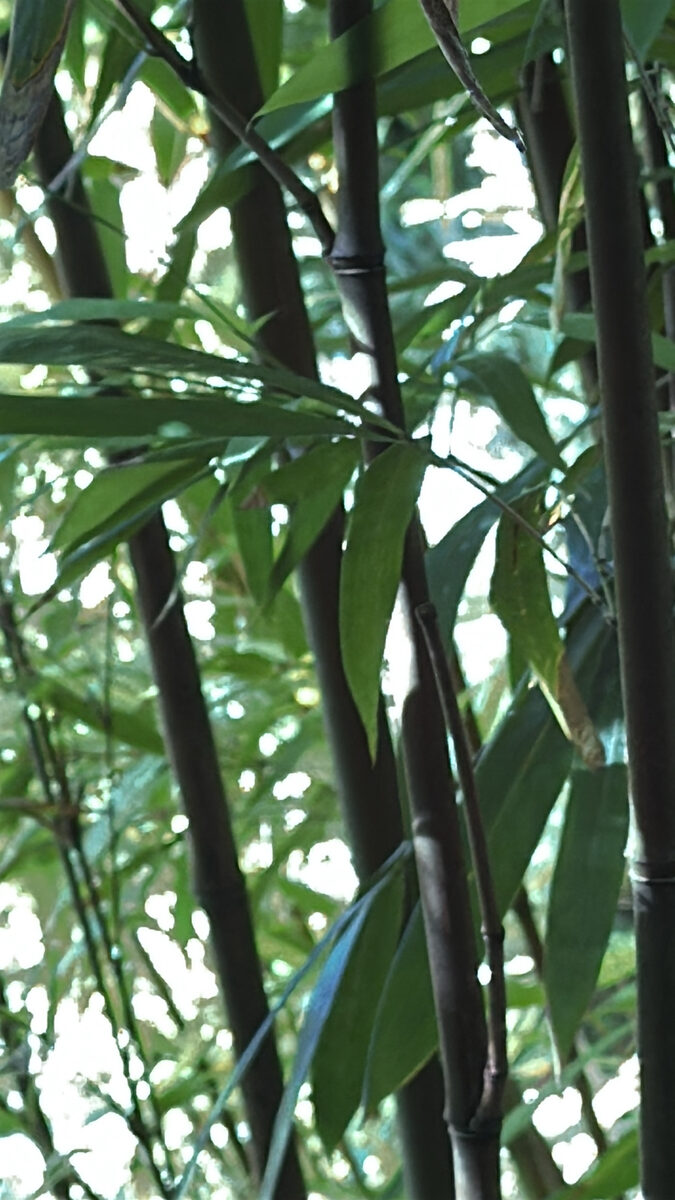 Phyllostachys nigra henonis - (Mitford.)Stapf. (Ha-Chiku) — photo