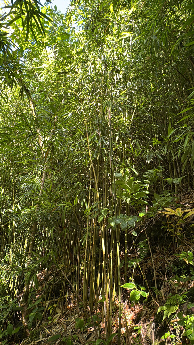 Phyllostachys nigra henonis - (Mitford.)Stapf. (Ha-Chiku) — photo