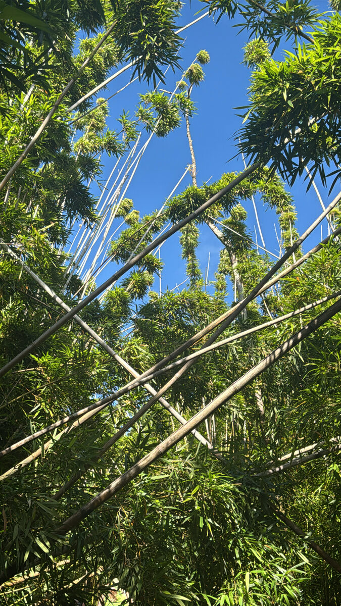 Phyllostachys nigra henonis - (Mitford.)Stapf.
