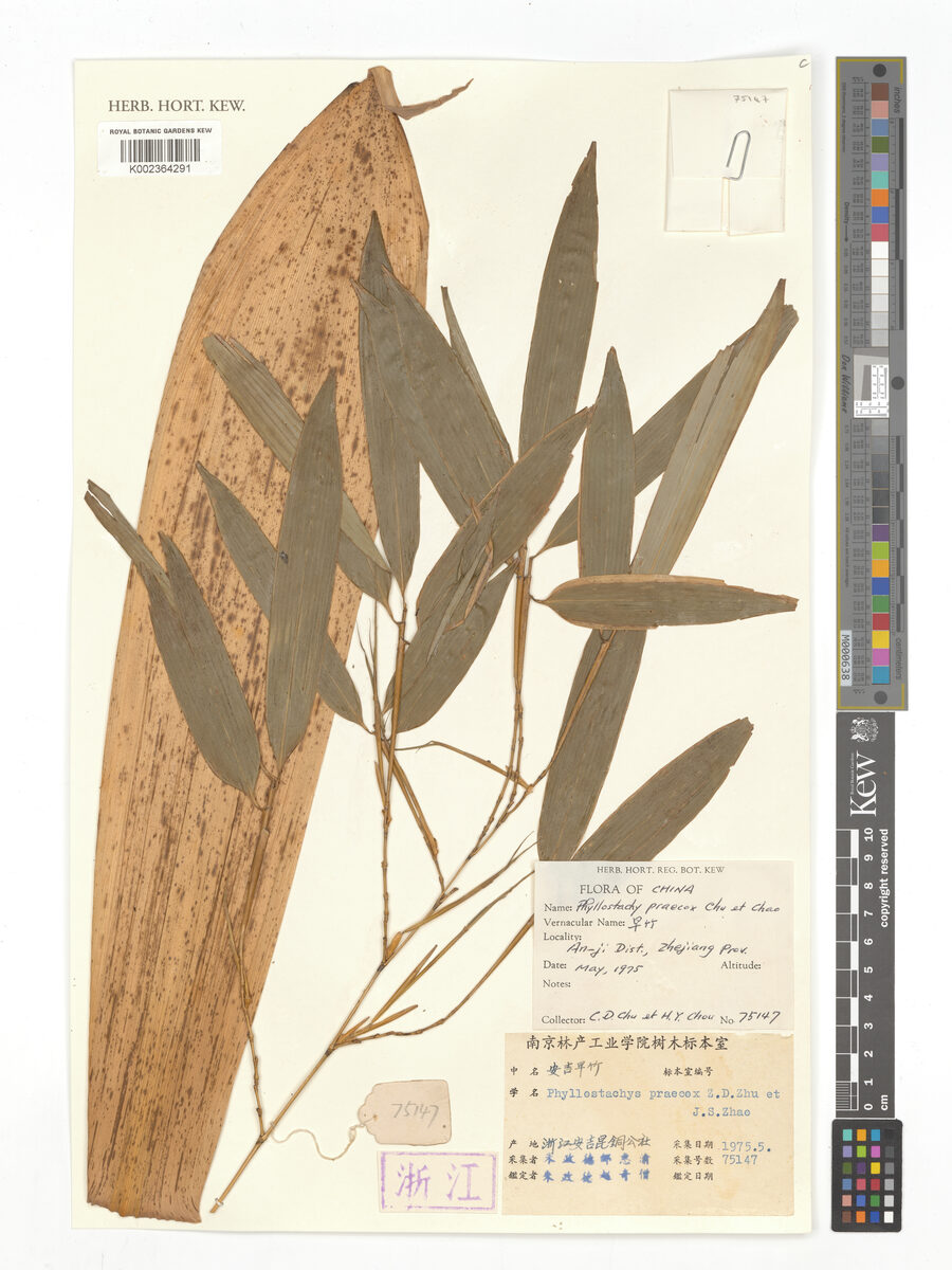 Phyllostachys praecox