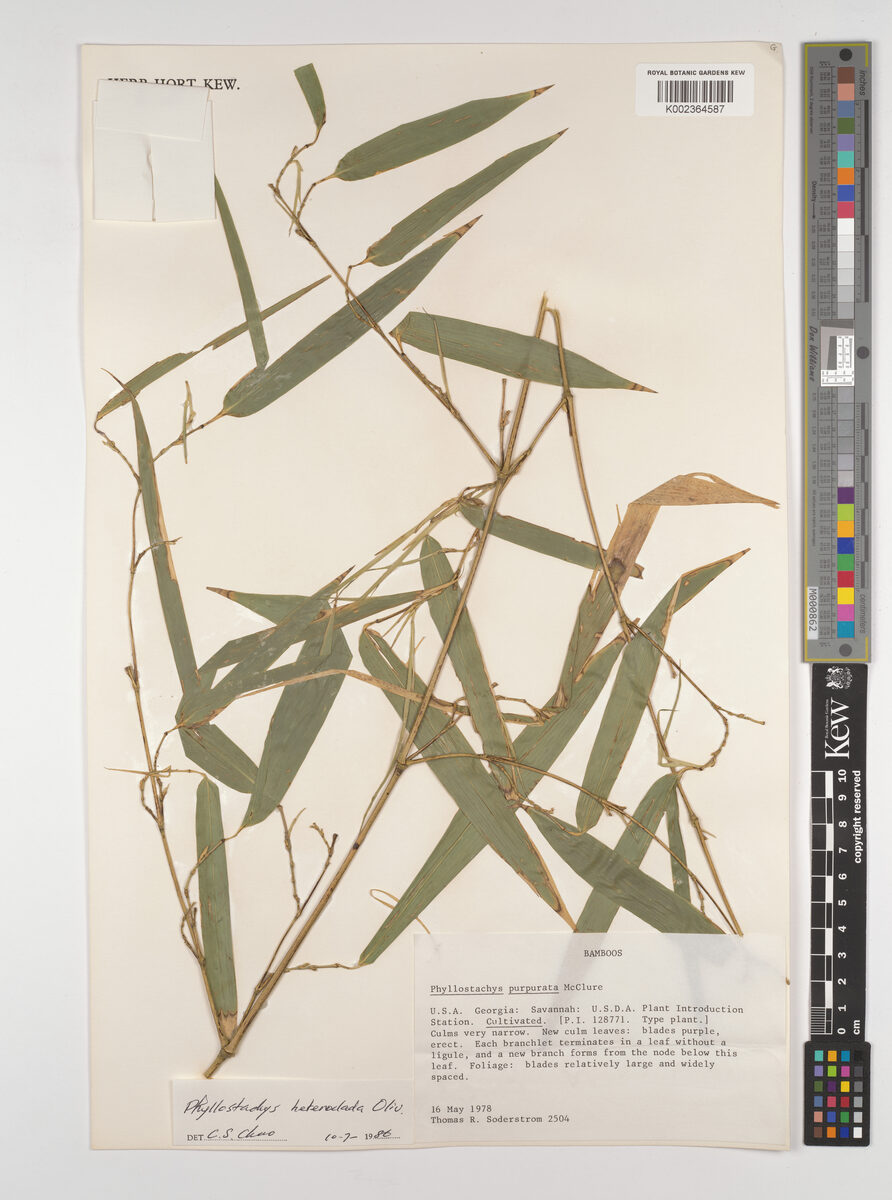 Phyllostachys purpurata (Water bamboo) — photo