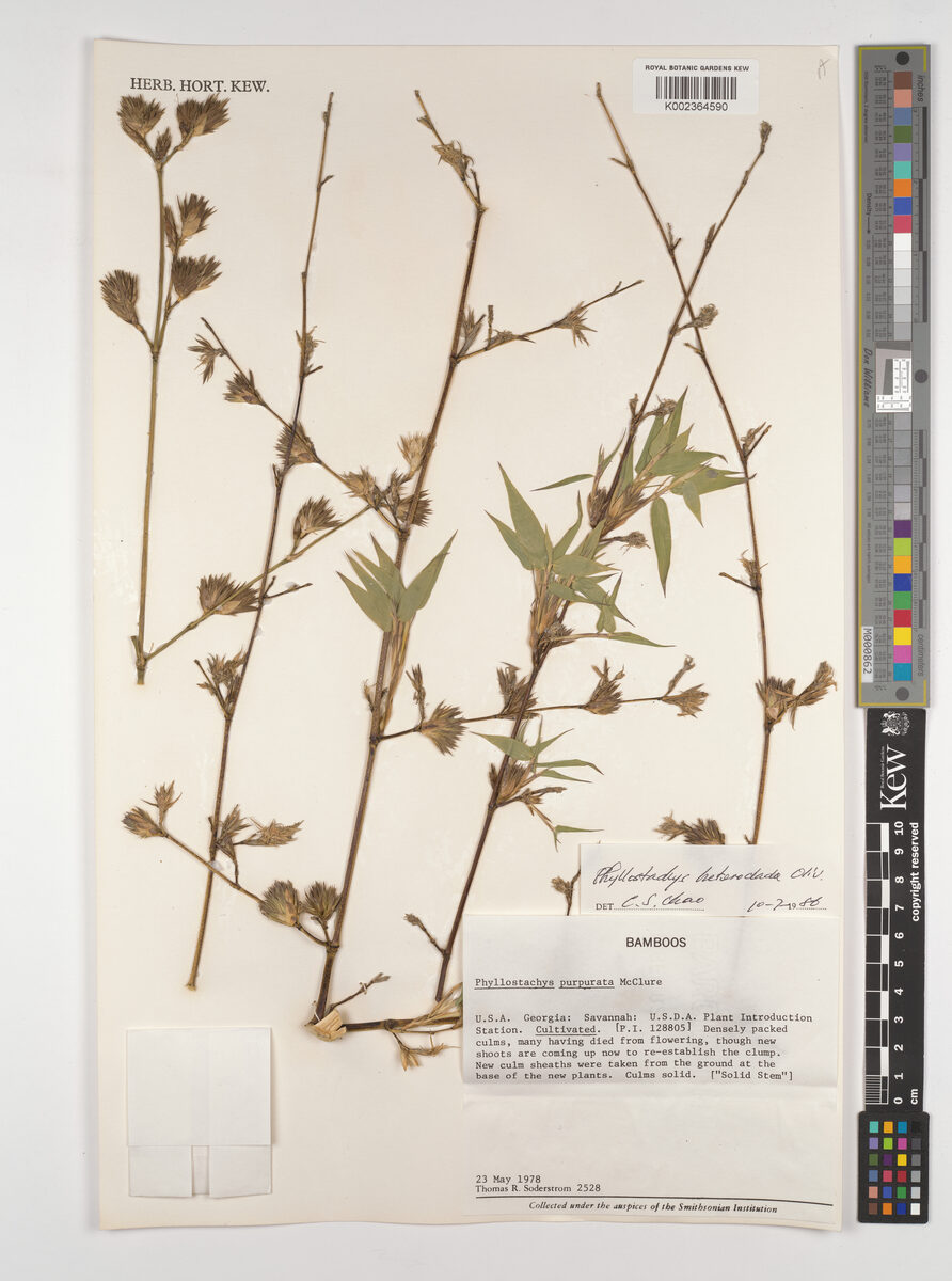Phyllostachys purpurata (Water bamboo) — photo