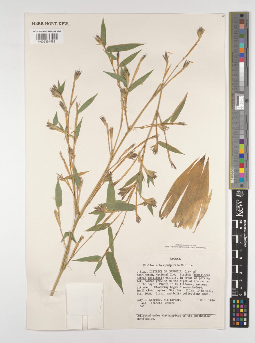 Phyllostachys purpurata