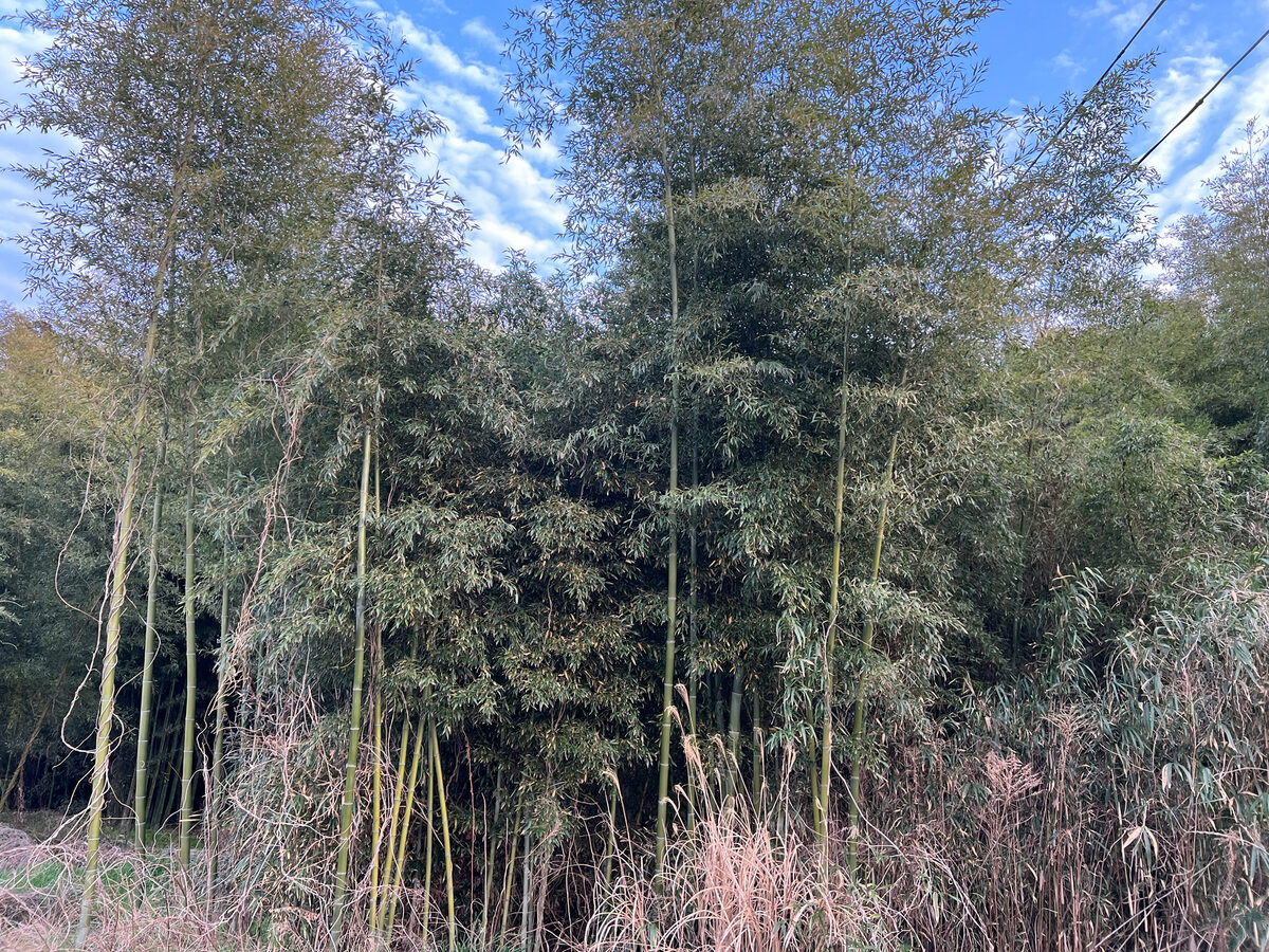 Phyllostachys reticulata (Hardy timber bamboo) — photo