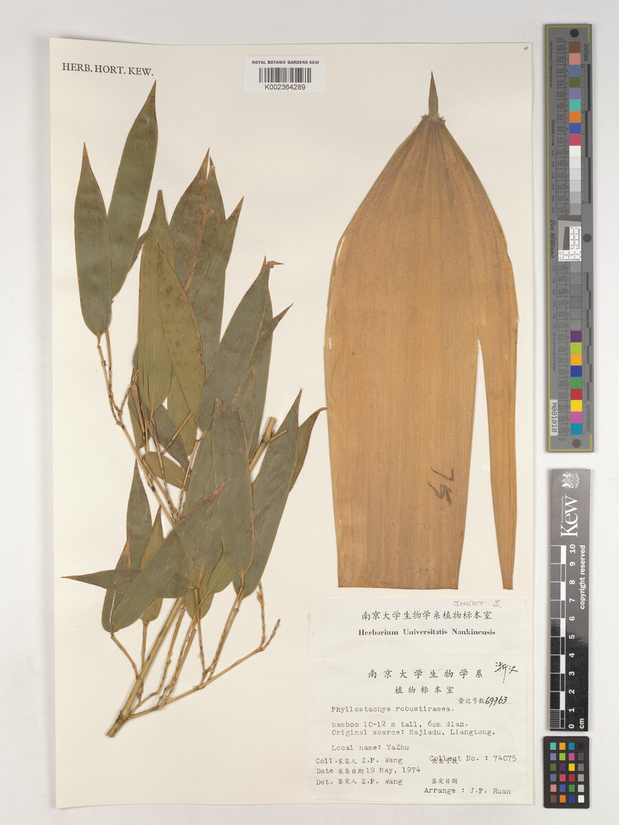 Phyllostachys robustiramea — photo