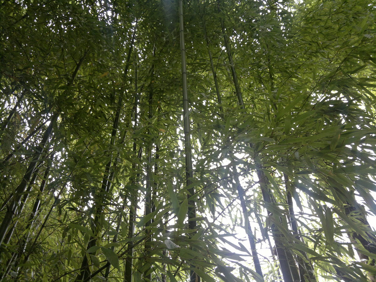 Phyllostachys viridiglaucescens (Farinose bamboo) — photo