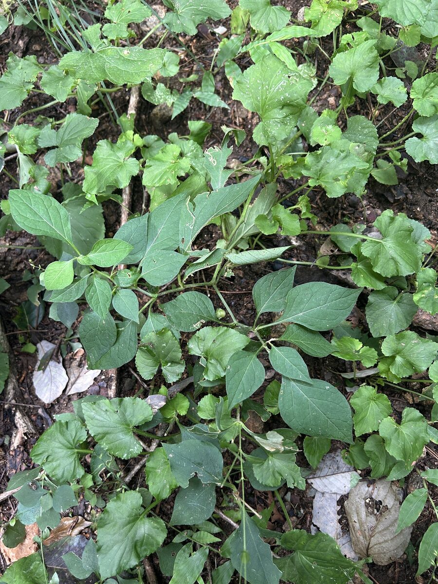 Physaliastrum echinatum - (Franch.&Sav.)Honda. — photo