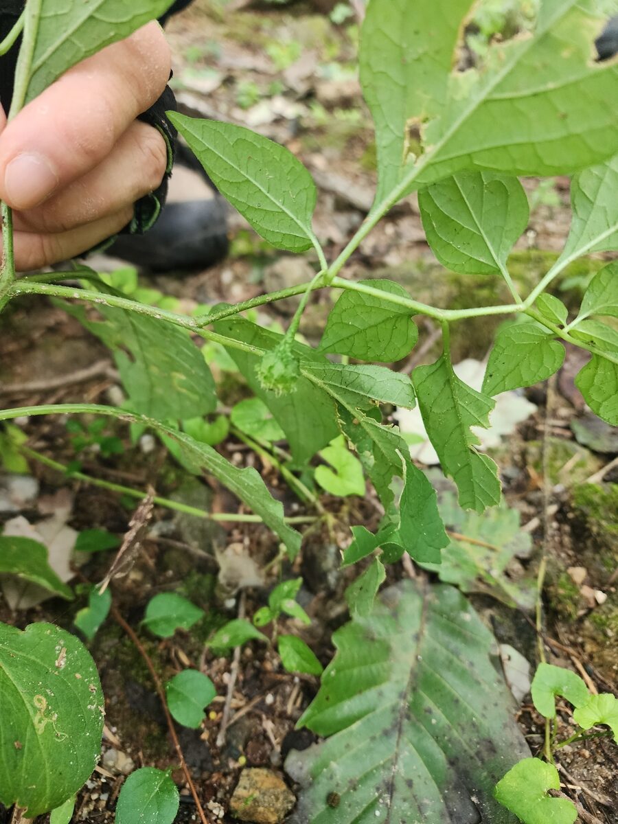 Physaliastrum echinatum - (Franch.&Sav.)Honda.