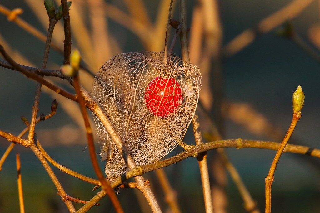 Physalis alkekengi franchetii (Winter Cherry) — photo