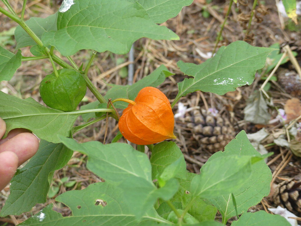 Physalis alkekengi franchetii (Winter Cherry) — photo