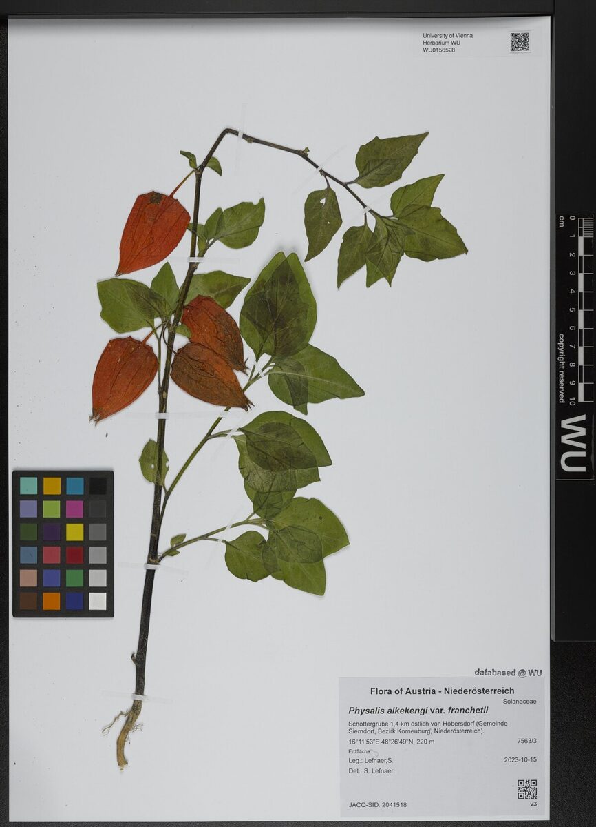 Physalis alkekengi franchetii