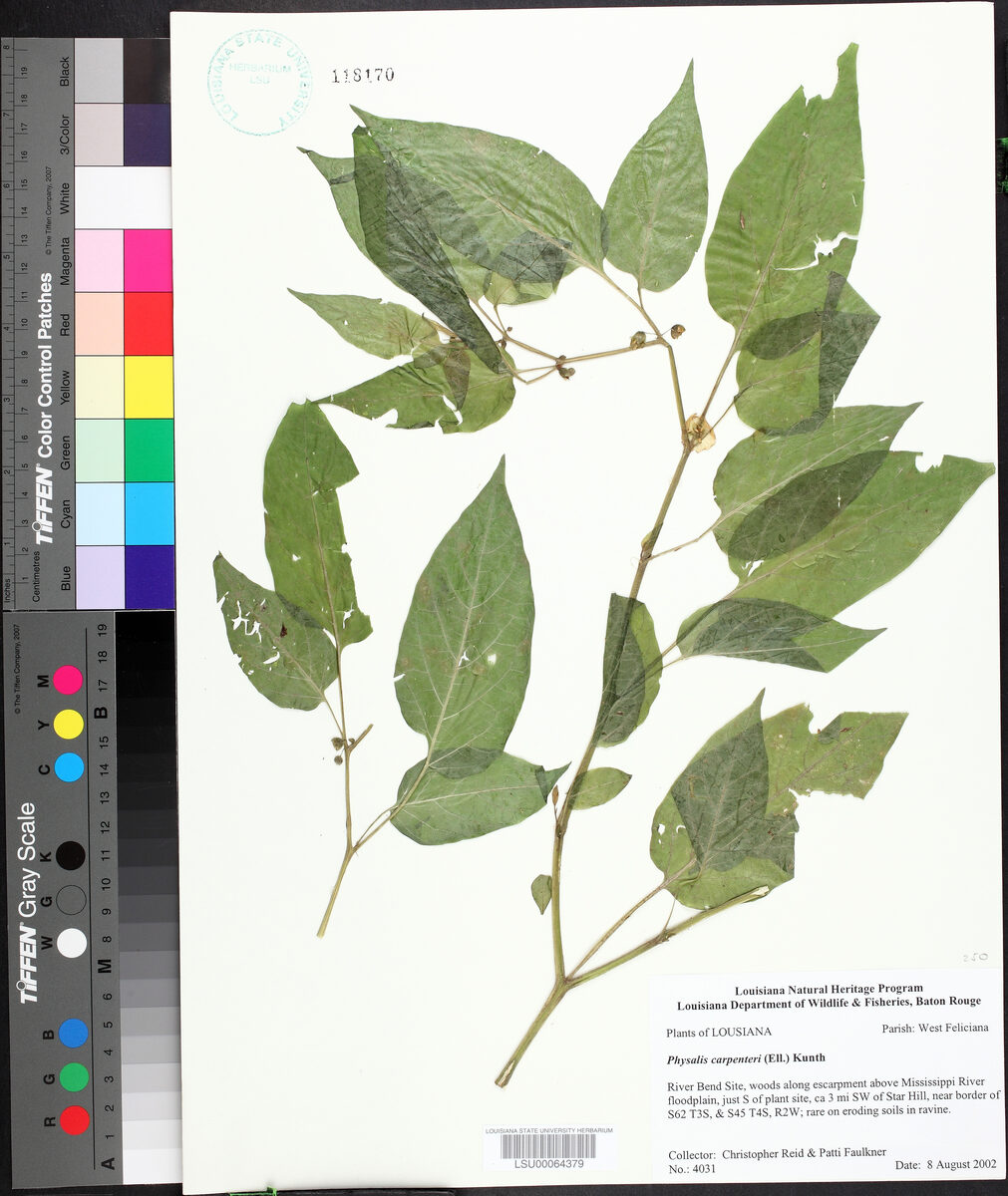 Physalis carpenteri (Carpenter's groundcherry) — photo