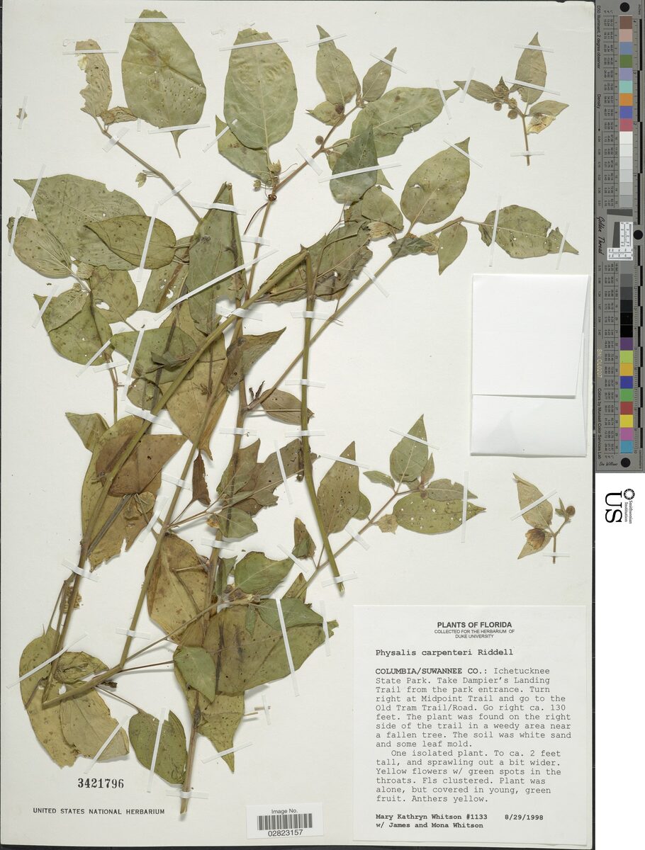 Physalis carpenteri (Carpenter's groundcherry) — photo