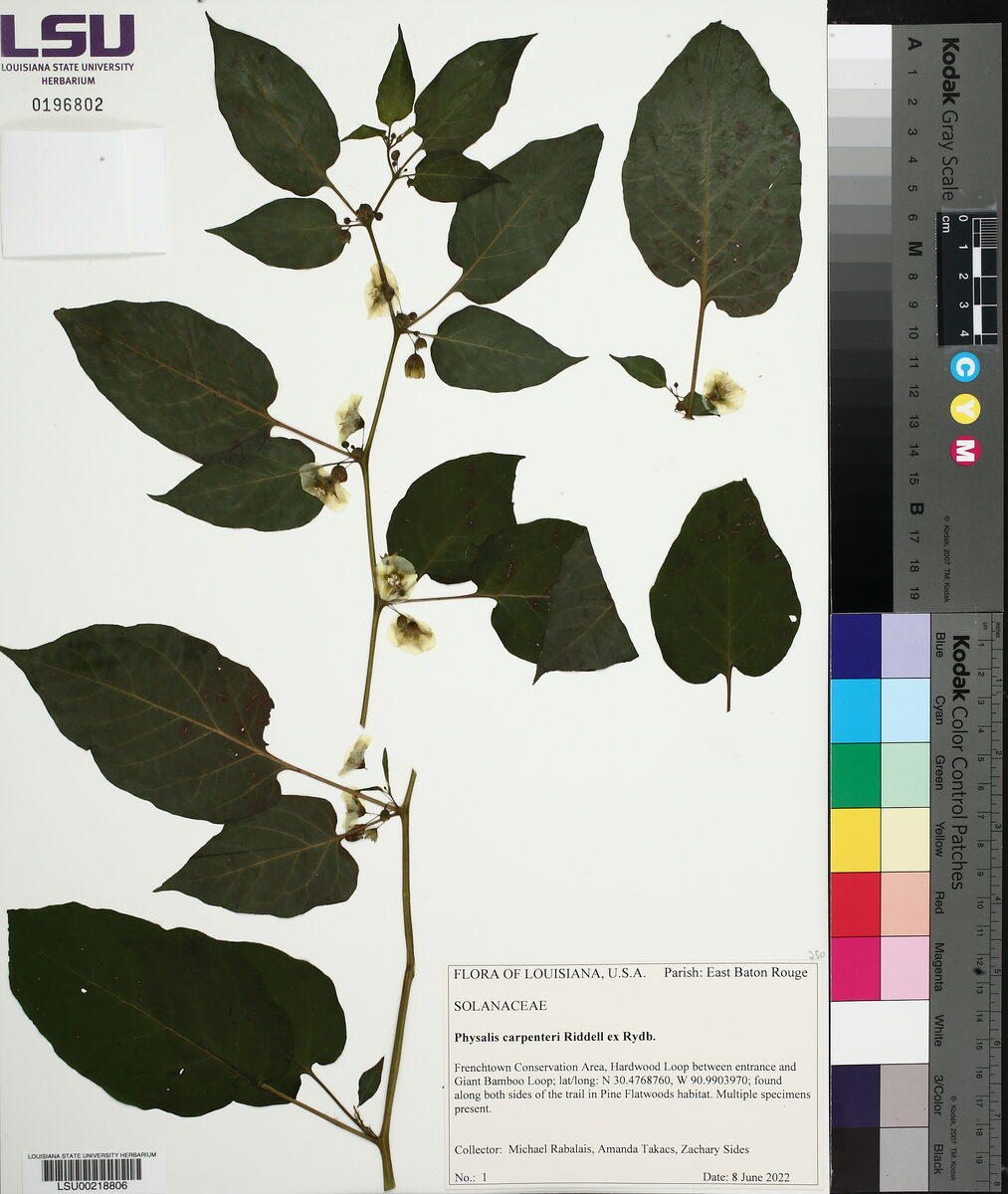 Physalis carpenteri