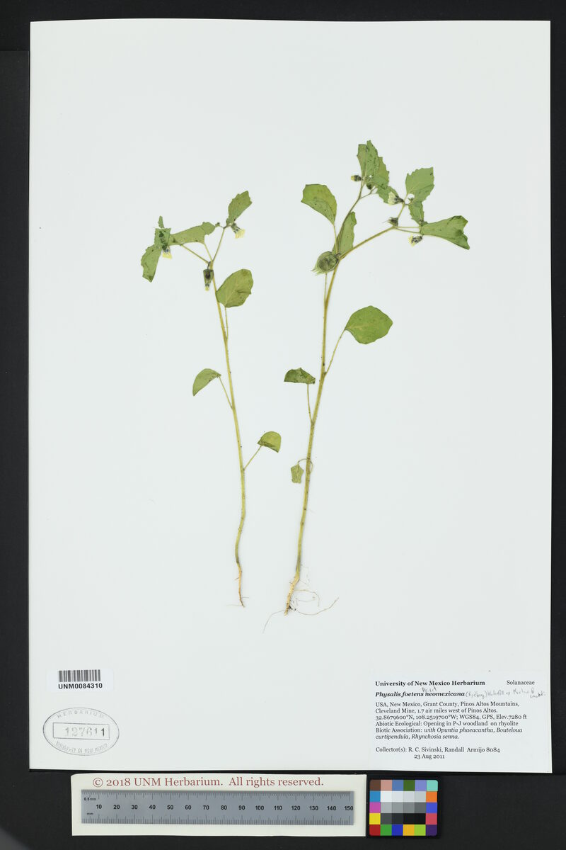 Physalis foetens neomexicana - (Rydb.)Waterf. — photo