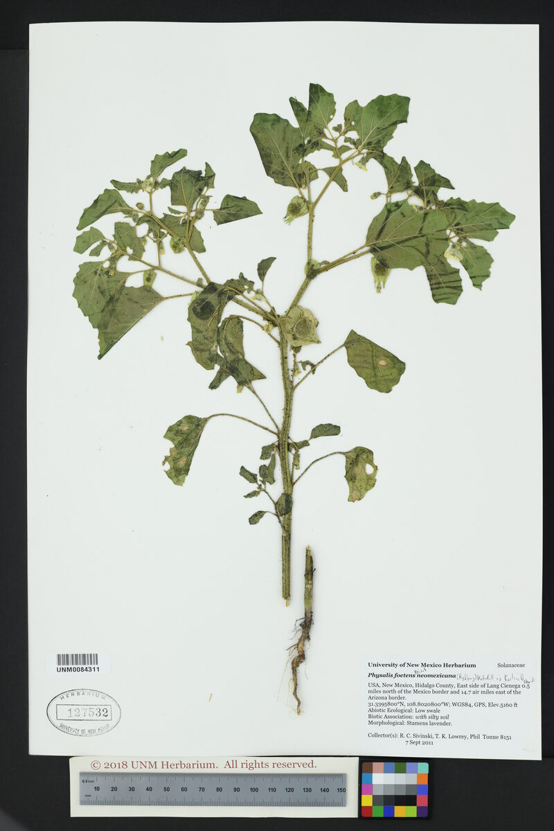 Physalis foetens neomexicana - (Rydb.)Waterf. — photo