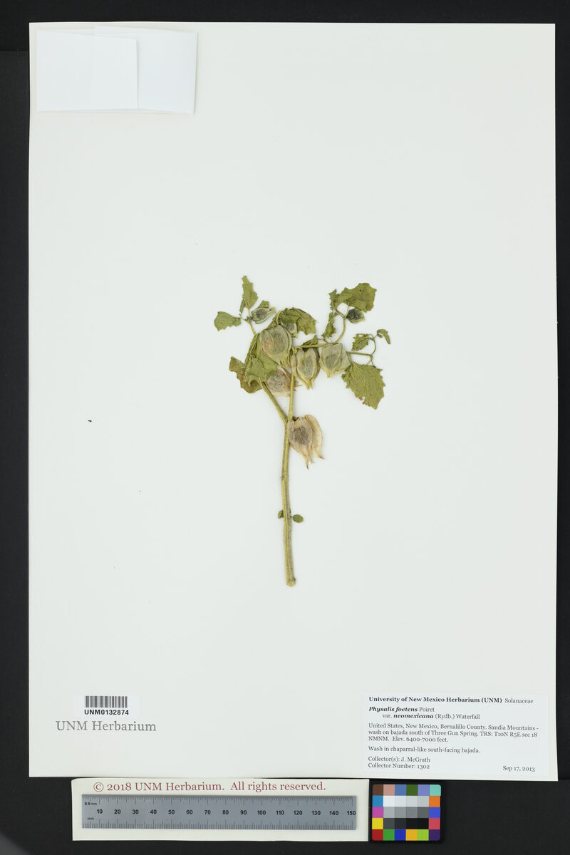 Physalis foetens neomexicana - (Rydb.)Waterf.