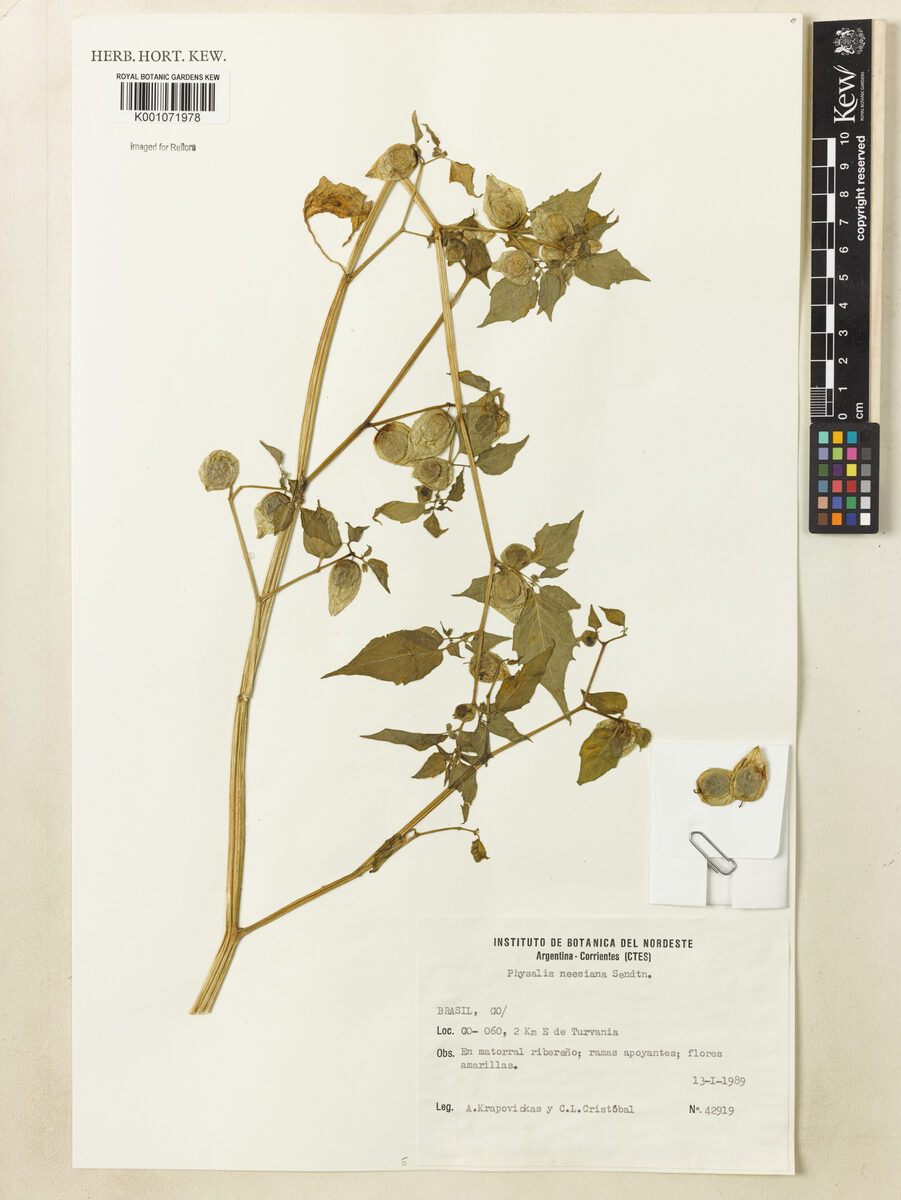 Physalis pubescens var. hygrophila