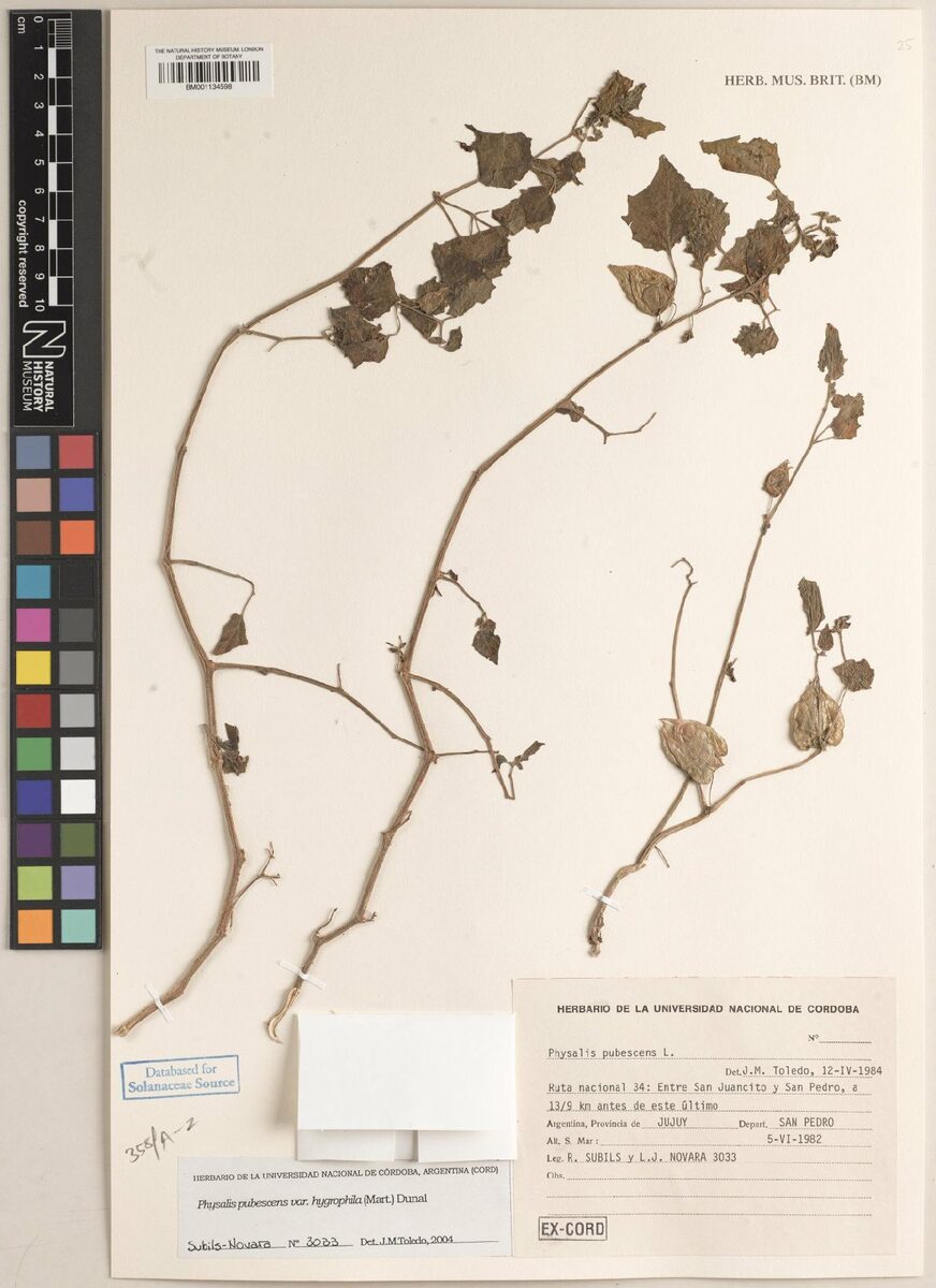Physalis pubescens var. hygrophila — photo
