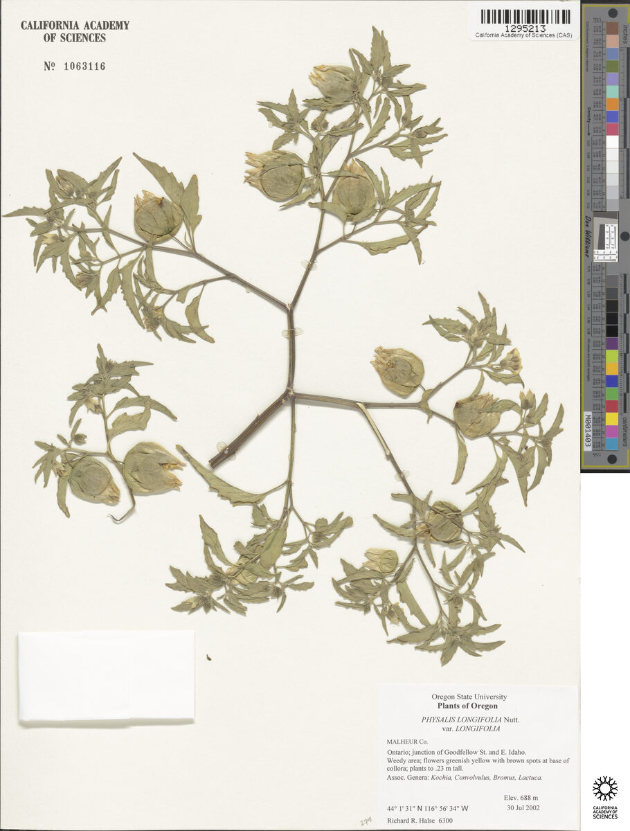 Physalis virginiana sonorae - (Torr.)Waterf. — photo