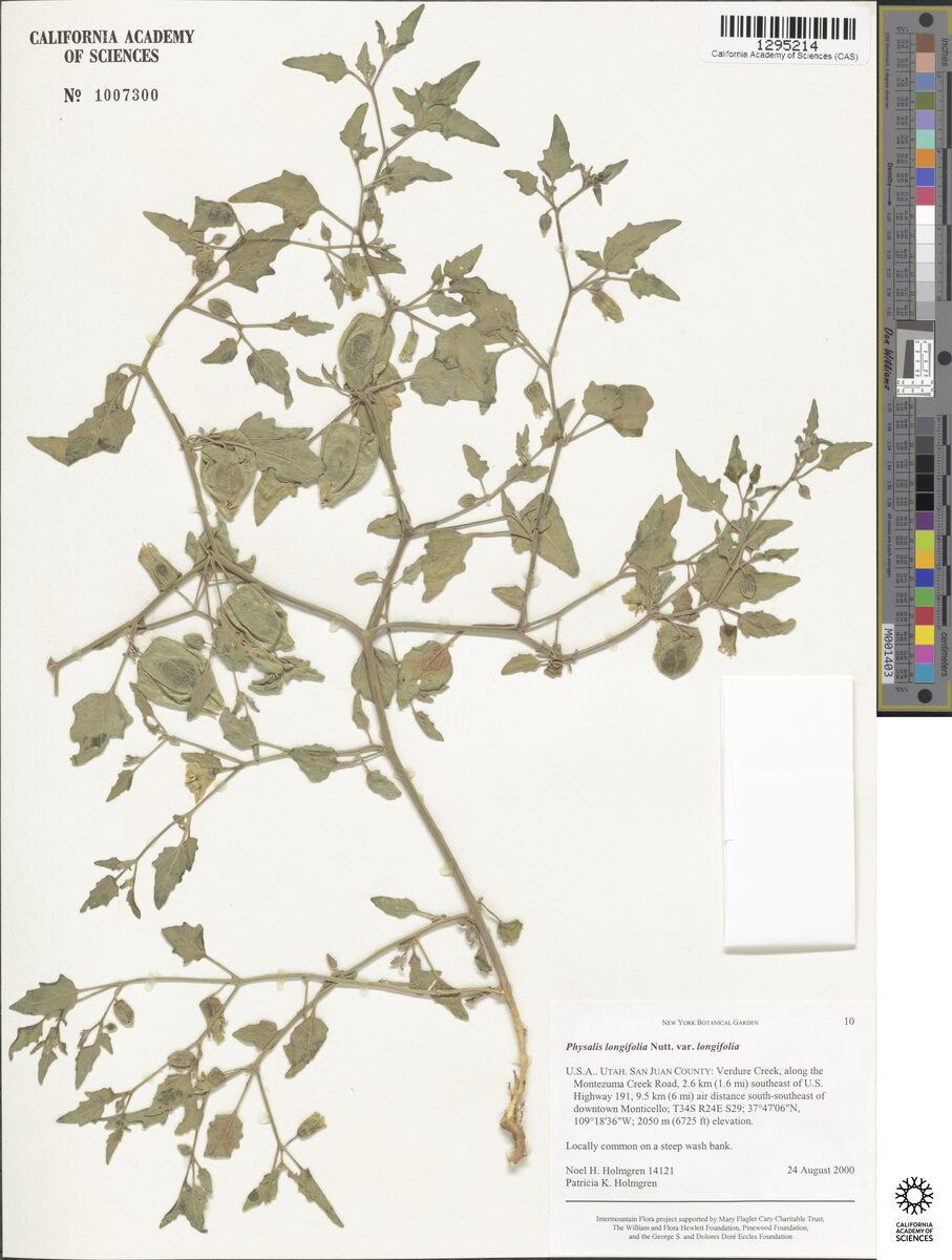 Physalis virginiana sonorae - (Torr.)Waterf. — photo