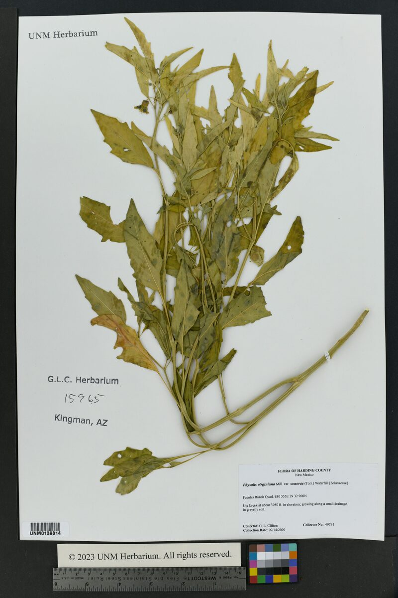 Physalis virginiana sonorae - (Torr.)Waterf.