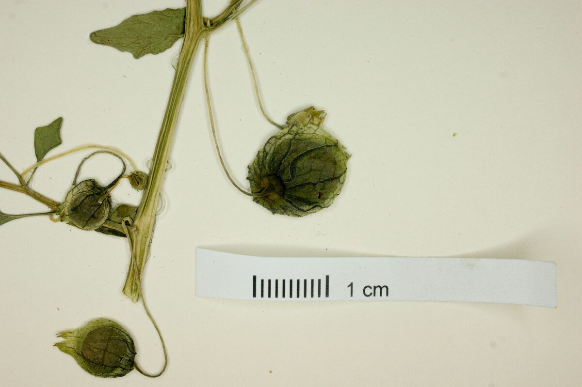 Physalis wrightii (Sharpleaf groundcherry) — photo