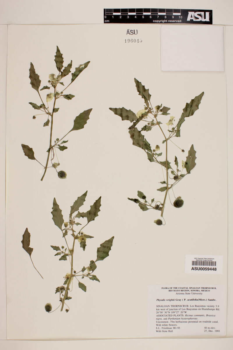 Physalis wrightii (Sharpleaf groundcherry) — photo