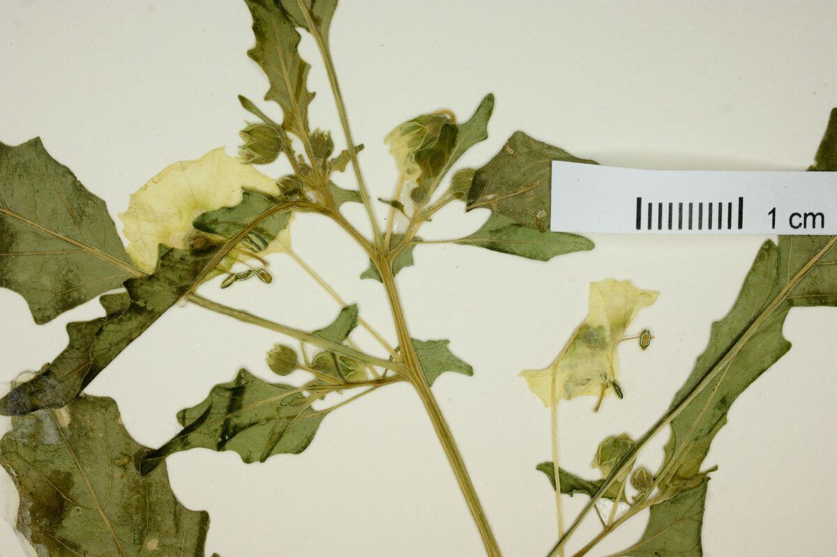 Physalis wrightii