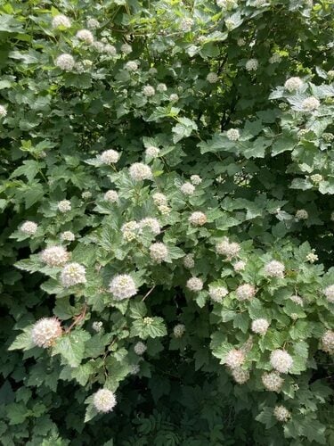 Physocarpus capitatus (Pacific ninebark) — photo