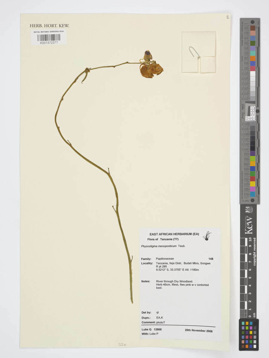 Physostigma mesoponticum — photo