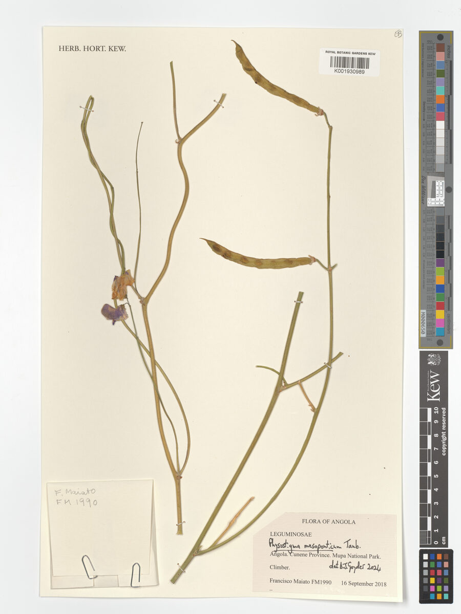 Physostigma mesoponticum