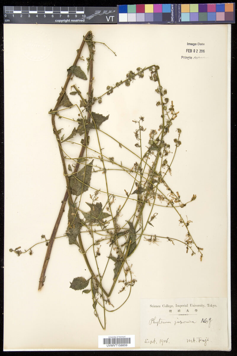 Phyteuma japonicum — photo