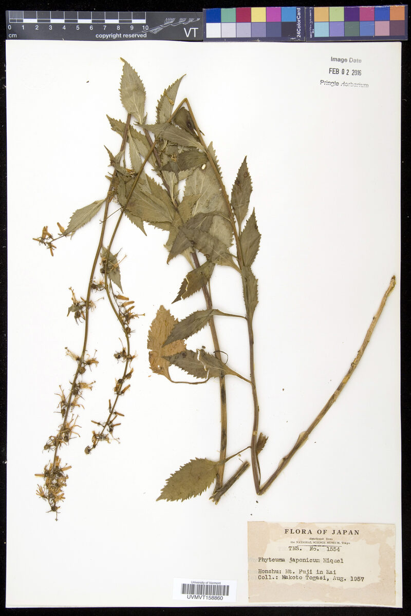 Phyteuma japonicum