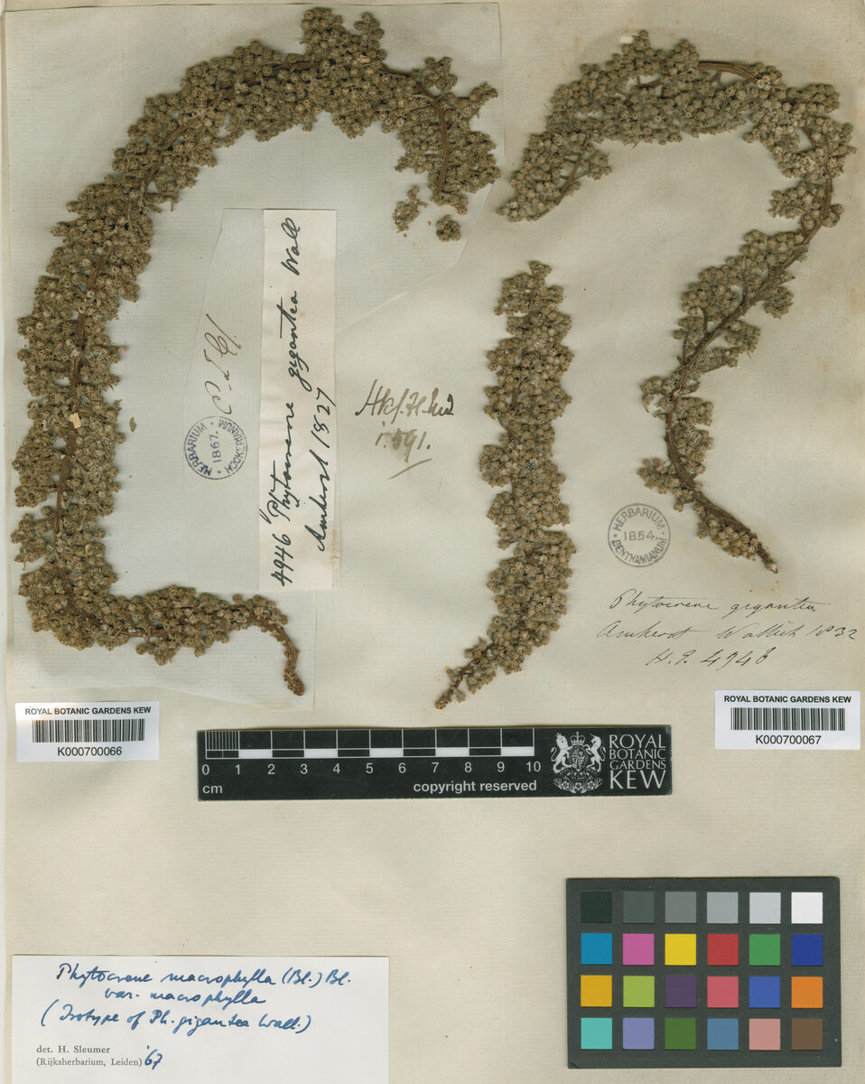 Phytocrene gigantea (Fountain tree) — photo