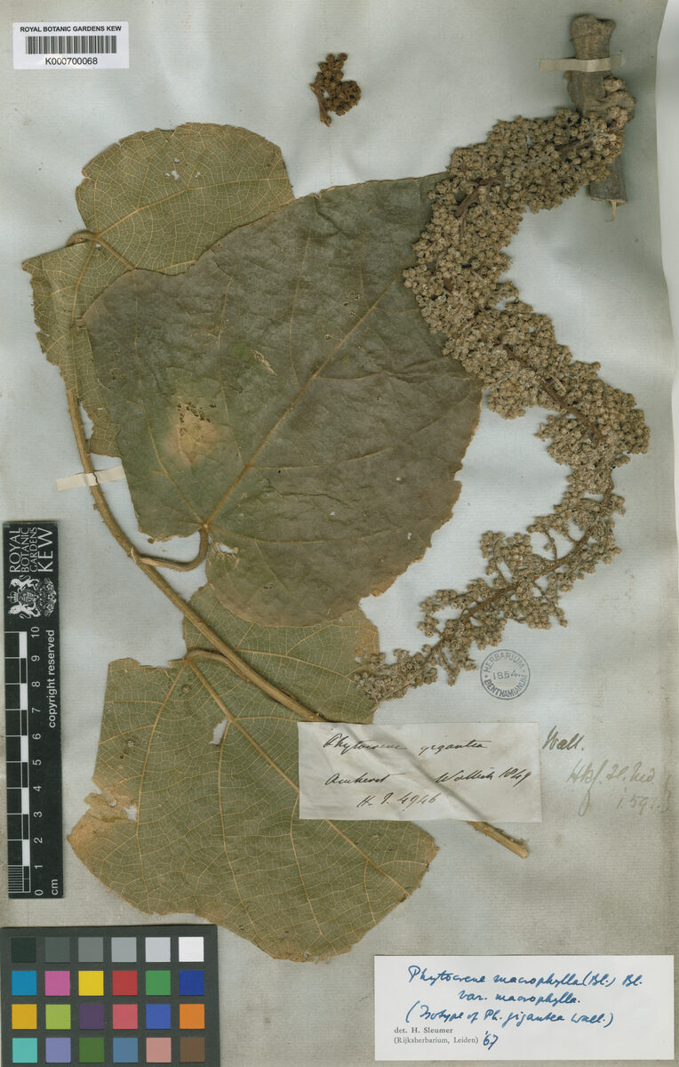 Phytocrene gigantea