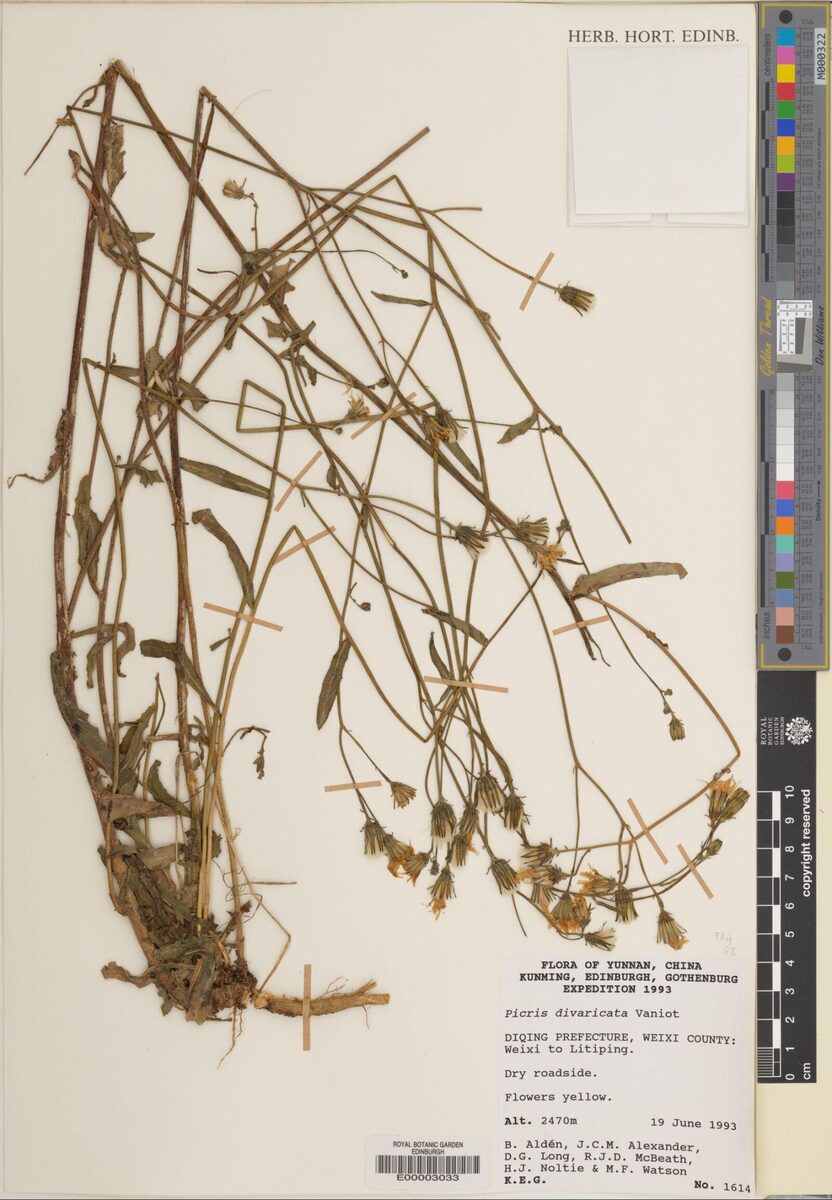 Picris divaricata — photo