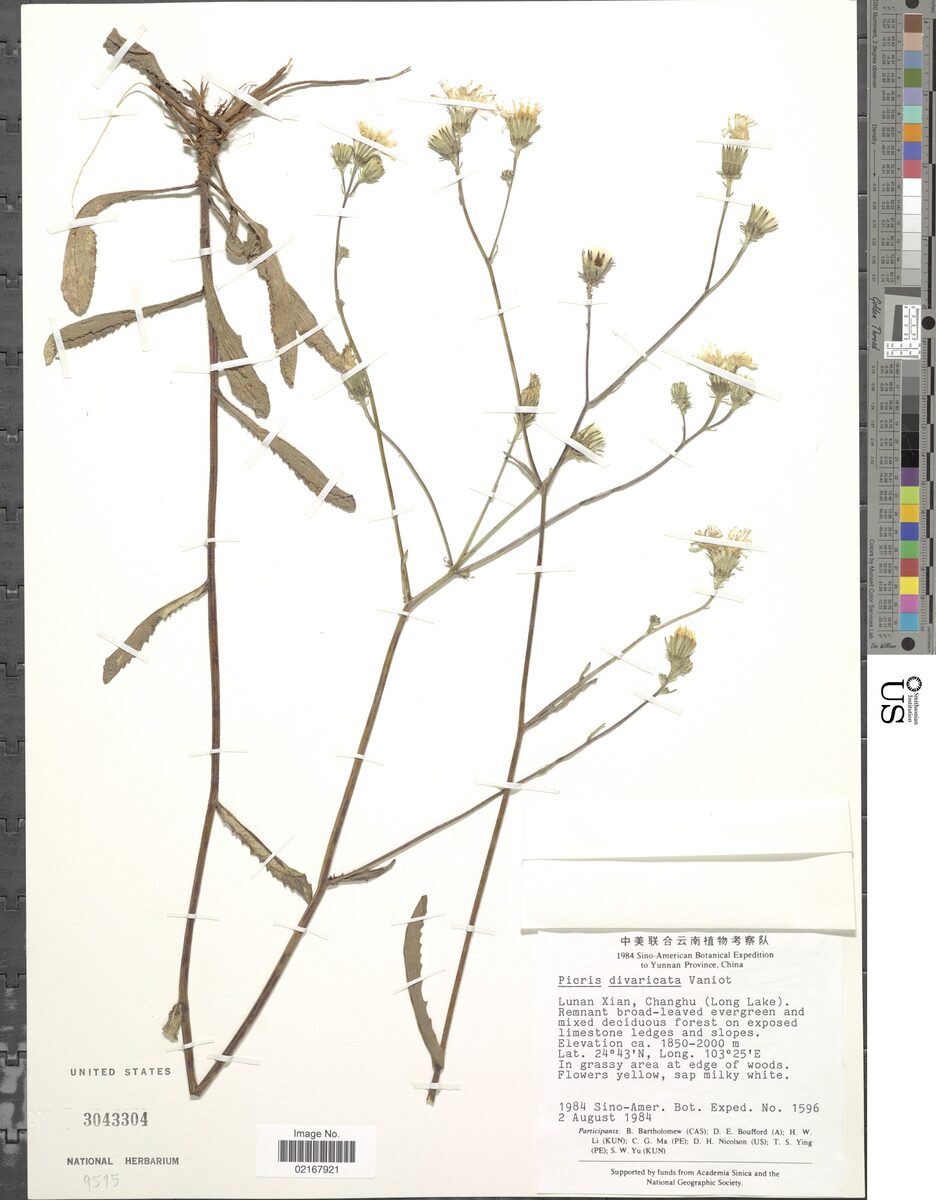 Picris divaricata — photo