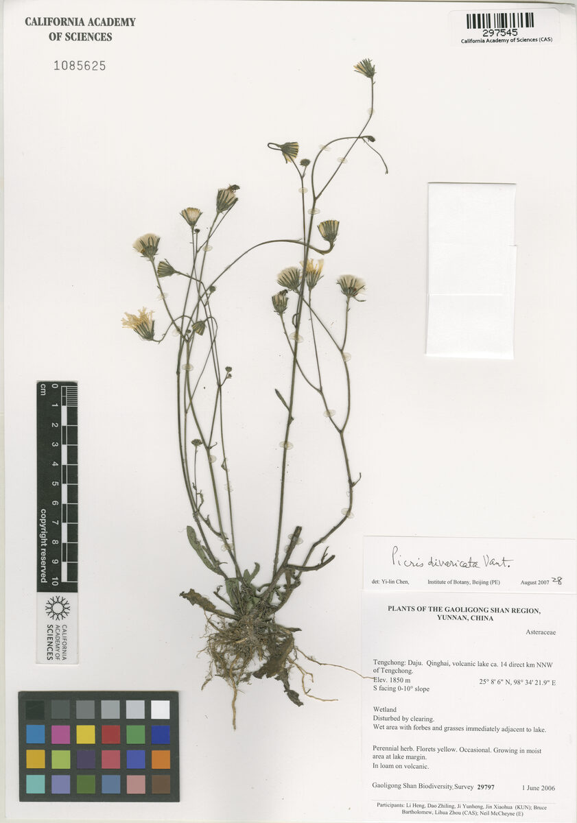 Picris divaricata